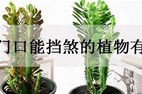 擋壁刀煞植物|化煞聚財全靠它！家中植物這樣擺就對了 